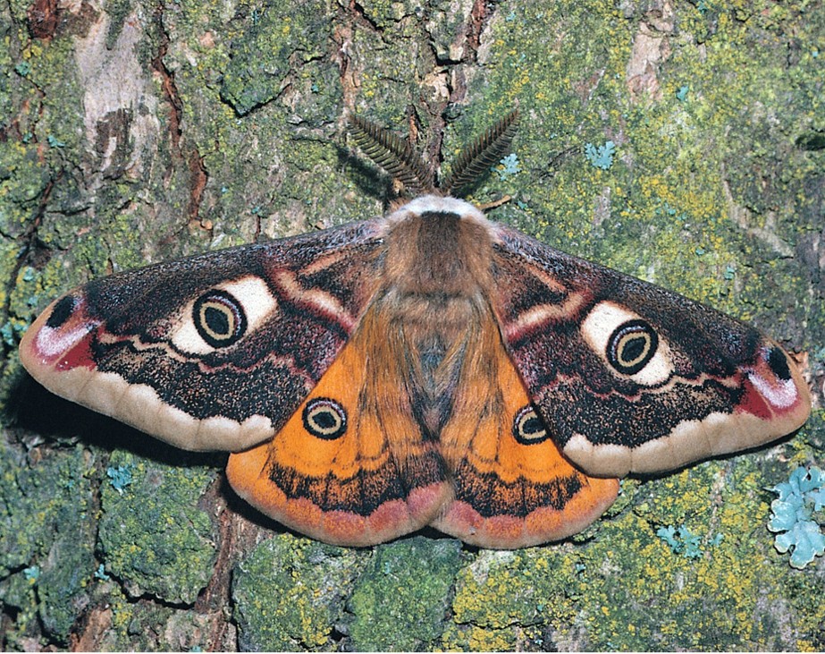 Games like Mothwood Inn