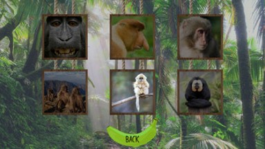 Muddled Monkeys Image