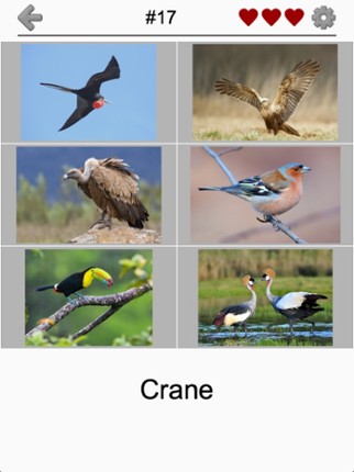 Bird World - Quiz about Famous Birds of the Earth screenshot