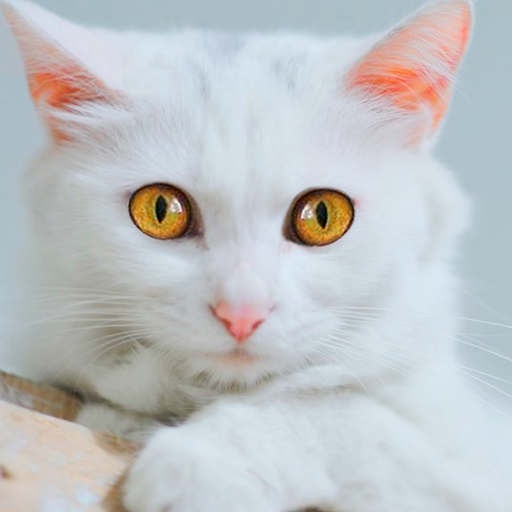 Games like Talking Cute Cat