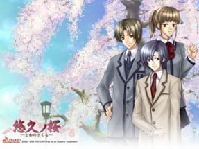 Towa no Sakura Image