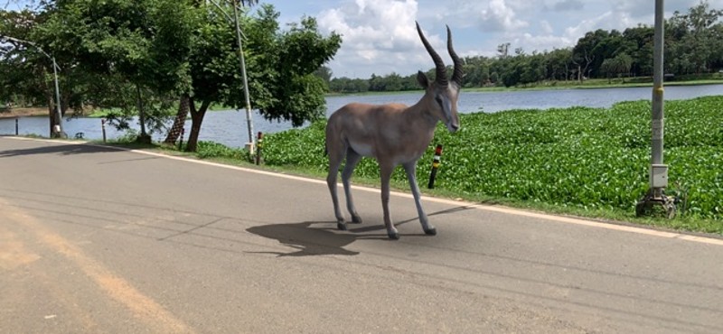 AR Real Animals screenshot