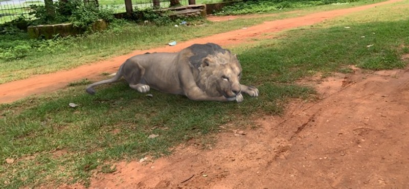 AR Real Animals screenshot