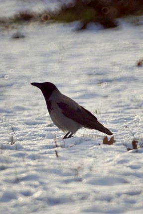 For I've been wandering in circles screenshot