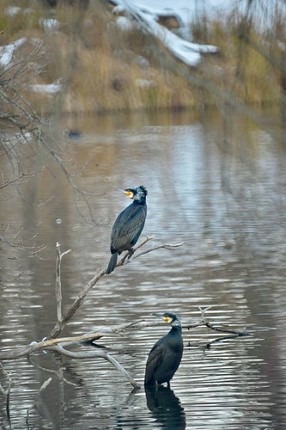 For I've been wandering in circles screenshot