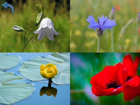 Nature for Kids and Toddlers screenshot