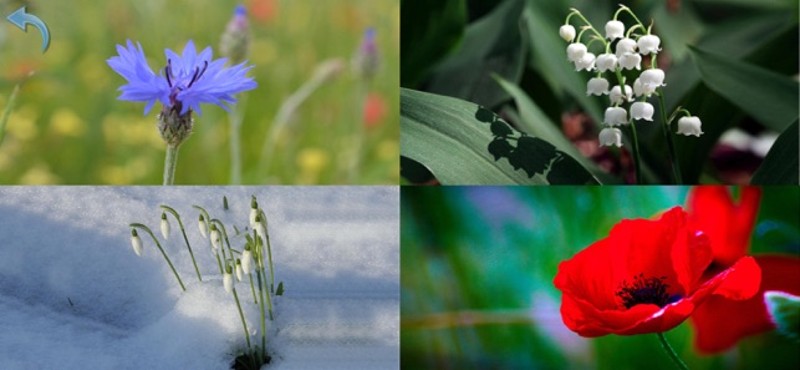 Nature for Kids and Toddlers screenshot