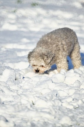 For I've been wandering in circles screenshot