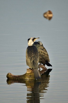 For I've been wandering in circles Image