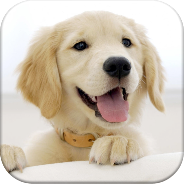 Games like Dog Pairs