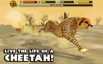 Cheetah Simulator Image