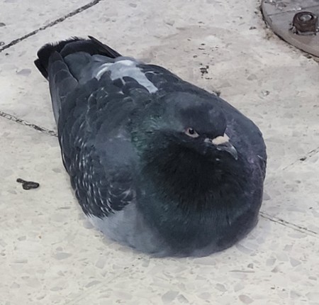 Nesting Ground Image