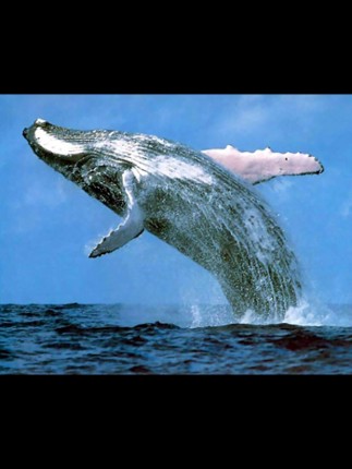 Animals Antarctica Image
