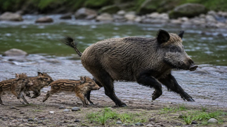 Puzzles Boars Image