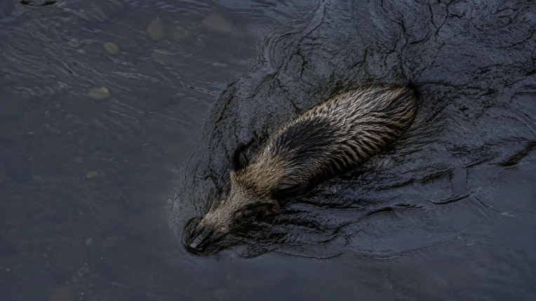 Puzzles Boars screenshot
