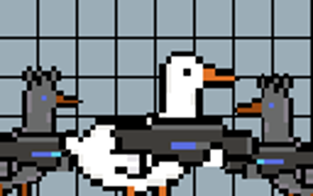 Aggressive Duck Image