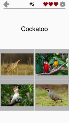 Bird World - Quiz about Famous Birds of the Earth Image