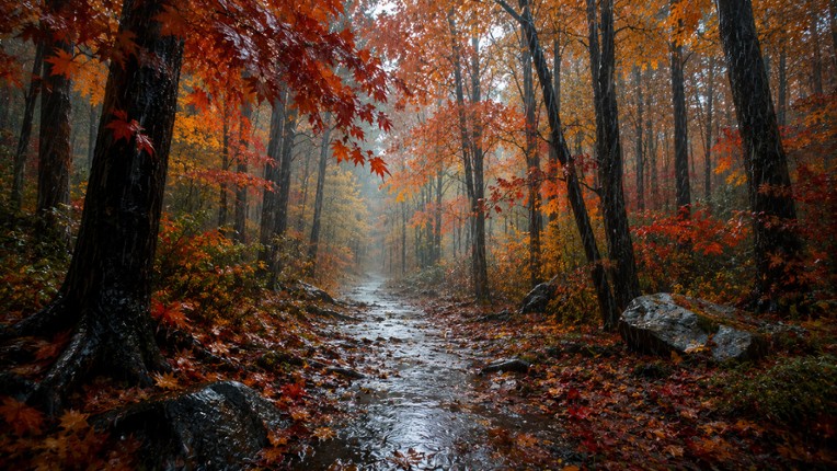 Puzzles Forest Image