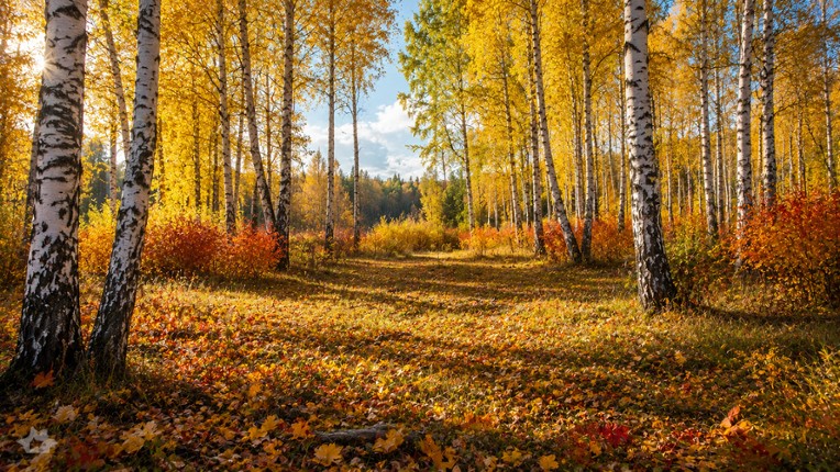Puzzles Forest screenshot