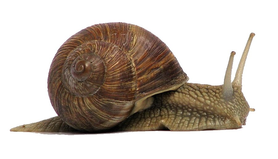 Games like Snailovo epik dobrodružství