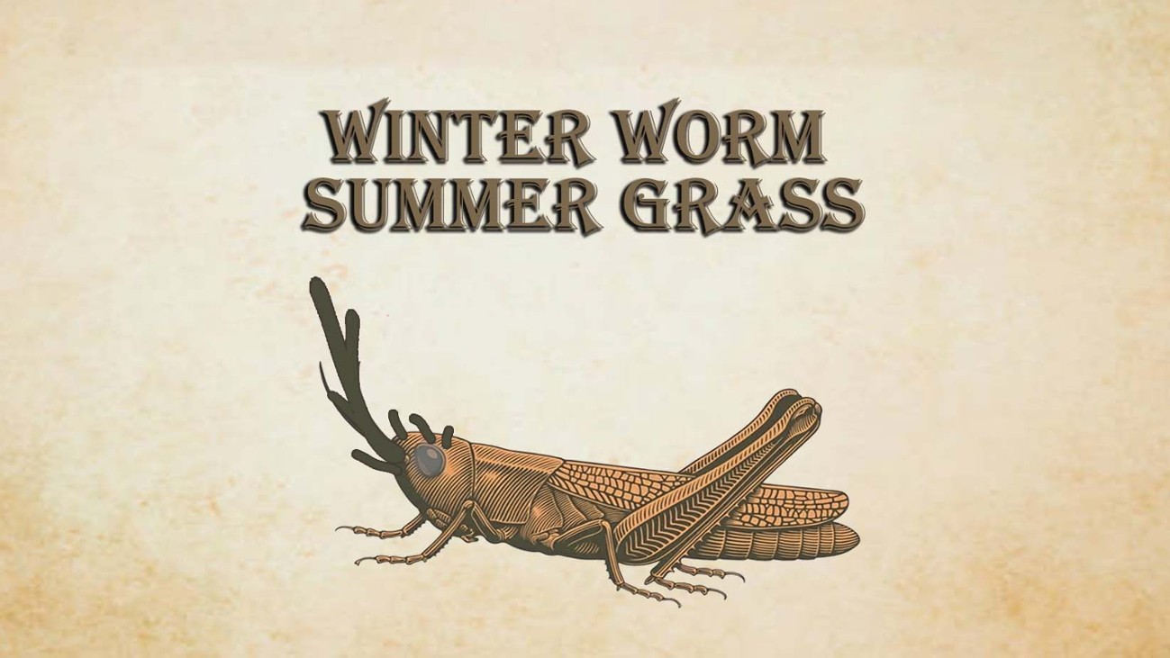 Games like Winter Worm Summer Grass