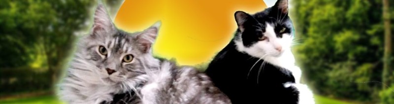 Kitty Quest Image