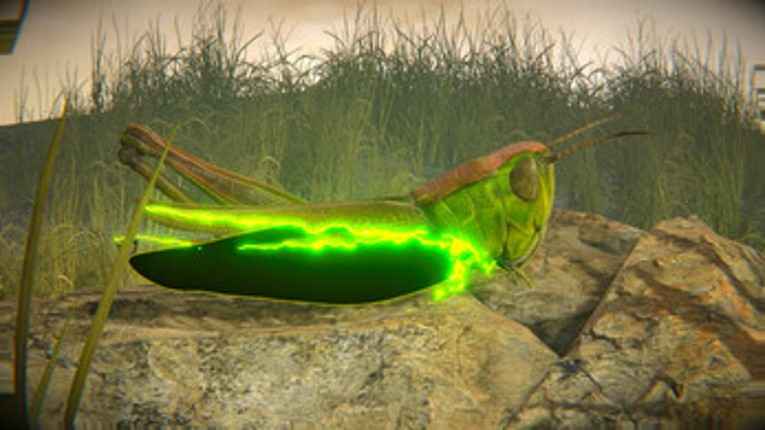 Winter Worm Summer Grass Image