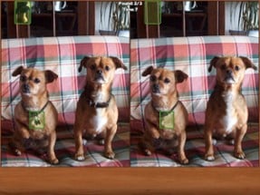 Dogs Spot the Difference Image