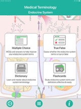 Endocrine System Medical Terms Image