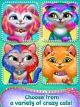 Crazy Kitty Cat Salon Image