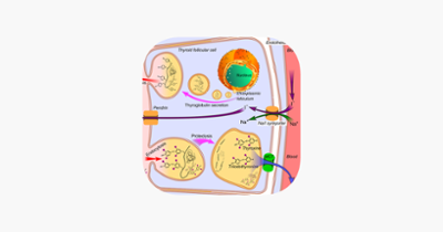 Endocrine System Medical Terms Image