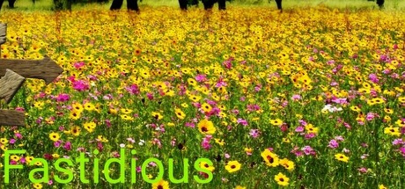 Fastidious Image