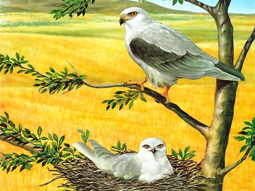 Games like Birds of Prey Puzzle