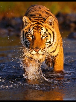 Jungle animals Free Image
