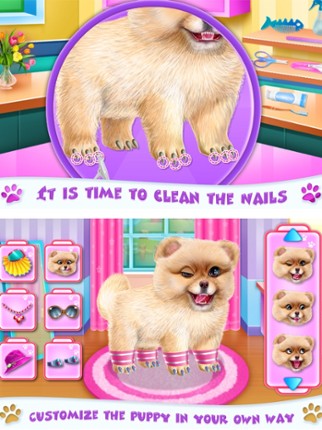 Pomeranian Puppy Day Care Image