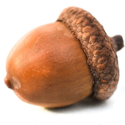 Acorns Language App Image