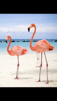 Jungle animals Free Image