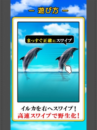 Can Dolphin Stand? Image