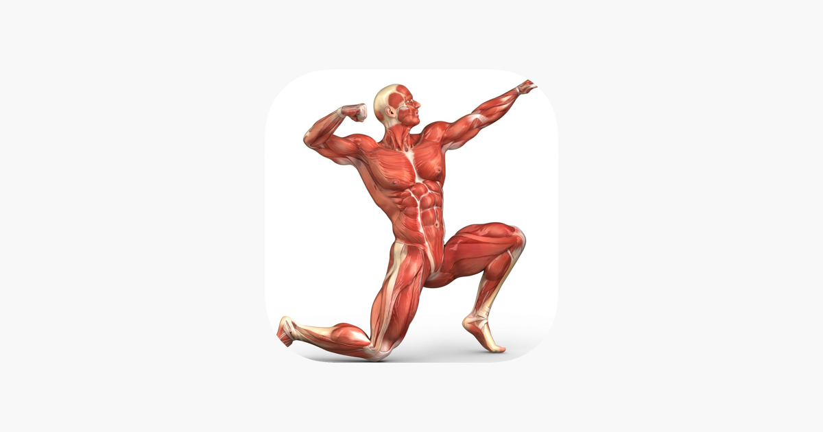 Games like Human Muscular System Trivia