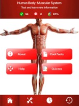 Human Muscular System Trivia Image