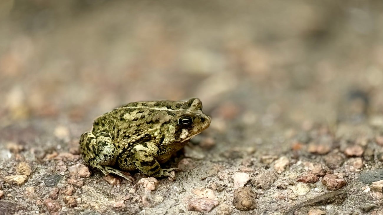 Games like Croakoloco