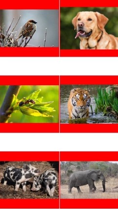 Animal Picture Matching Kids Games:Memory Matches Image