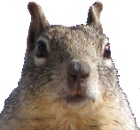 Squirrel Game Image