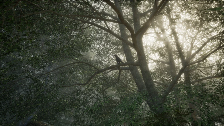 Obey the Rules: Forest Image