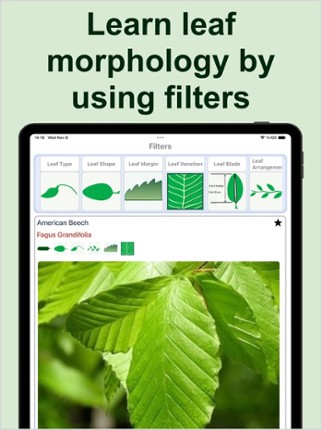 Forest Tree Identification Image