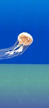 Jellyfish World Image