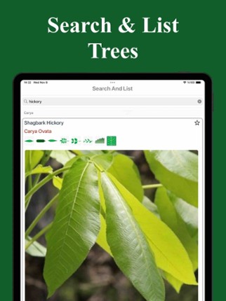 Forest Tree Identification Image