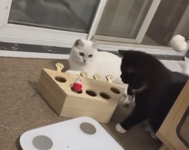 Games like White cat vs black cat