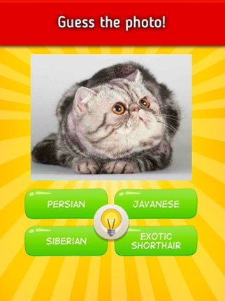 King size Quiz screenshot
