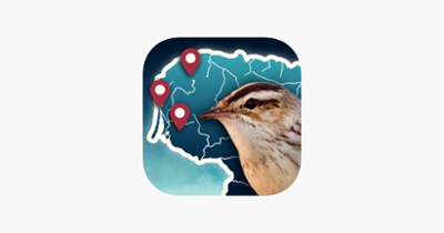 Birds Routes Image